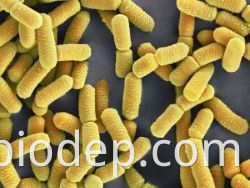 Lactobacillus-Johnsonii Lactobacillus-johnsonii